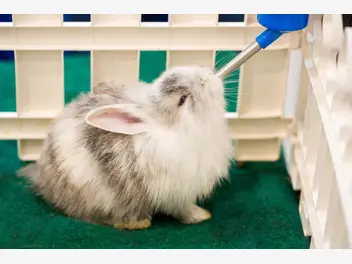 Ilustracja artykułu top 4 akcesoria dla królika – zobacz, co ułatwia opiekę nad królikiem