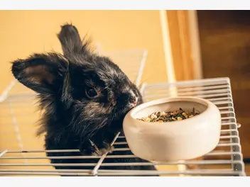 Ilustracja artykułu klatka dla królika – wyjaśniamy, jak wybrać optymalną klatkę