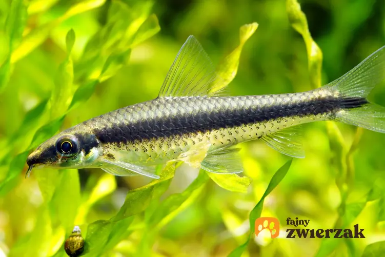 Ryba kosiarka na tle roślinek w akwarium, a także jej hodowla i wymagania