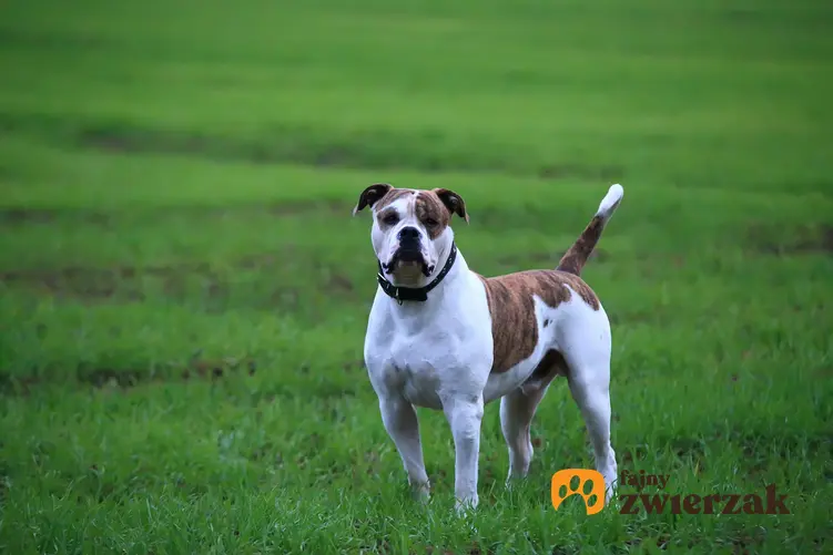 Pies rasy buldog amerykański na trawie, a także cena buldoga amerykańskiego