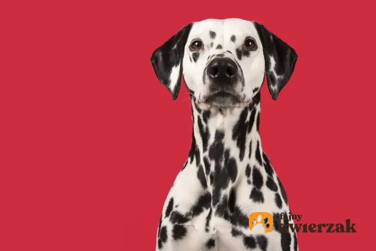 Pies rasy dalmatyńczyk na czerwonym tle, a także usposobienie dalmatyńczyka i informacje o rasie