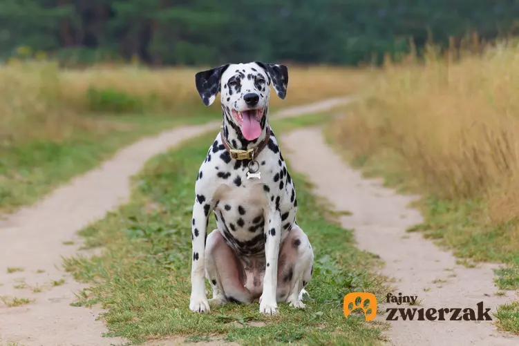 Pies rasy dalmatyńczyk na tle zieleni, a także usposobienie dalmatyńczyka i cena