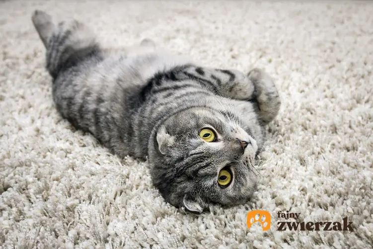 Kot szkocki zwisłouchy leżący na dywanie, a także cena szkockiego kota zwisłouchego