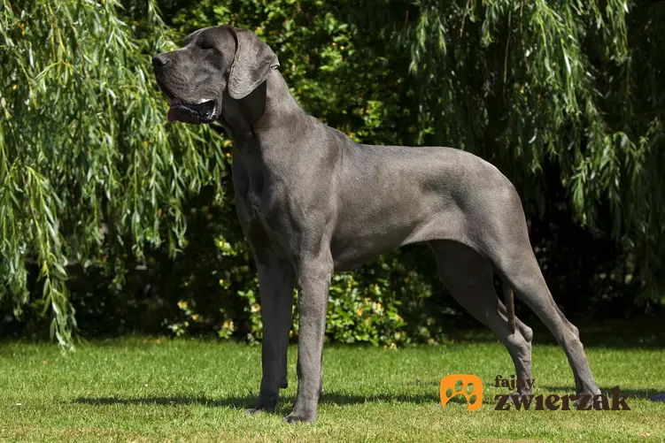 Pies rasy dog niemiecki na tle zieleni, a także cena doga niemieckiego i jego opis