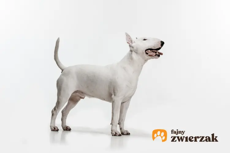 Pies rasy bulterier na białym tle, a także polecana hodowla bulteriera w Polsce