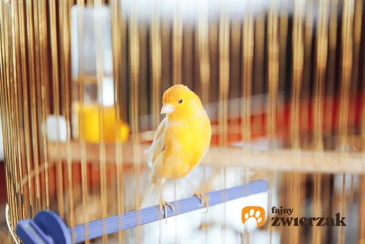 Ptak kanarek domowy w klatce, a także jego wymagania, cena, karmienie, opieka