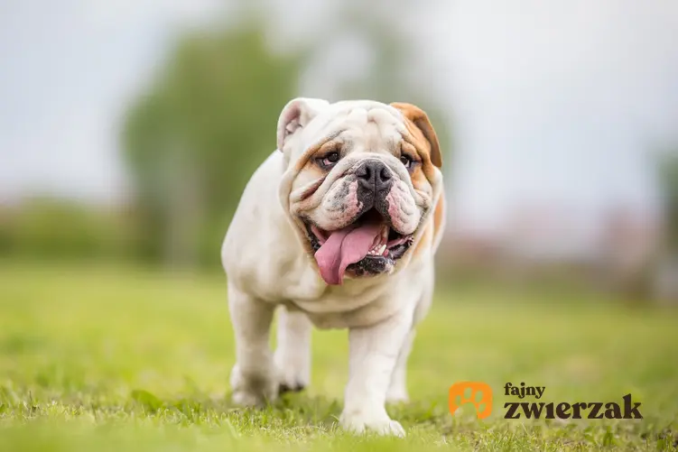Pies rasy buldog angielski podczas spaceru, a także hodowla buldoga angielskiego w Polsce