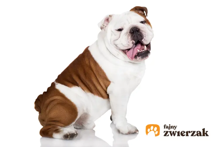 Pies rasy buldog angielski na białym tle, a także hodowla buldoga angielskiego w Polsce