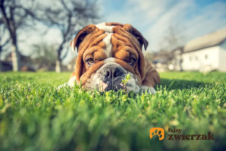 Pies rasy buldog angielski miniaturka leżący w trawie i informacje o istnieniu rasy