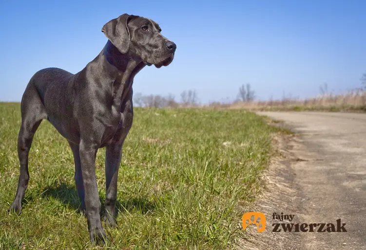 Pies rasy dog niemiecki podczas spaceru, a także buldog niemiecki i jego opis