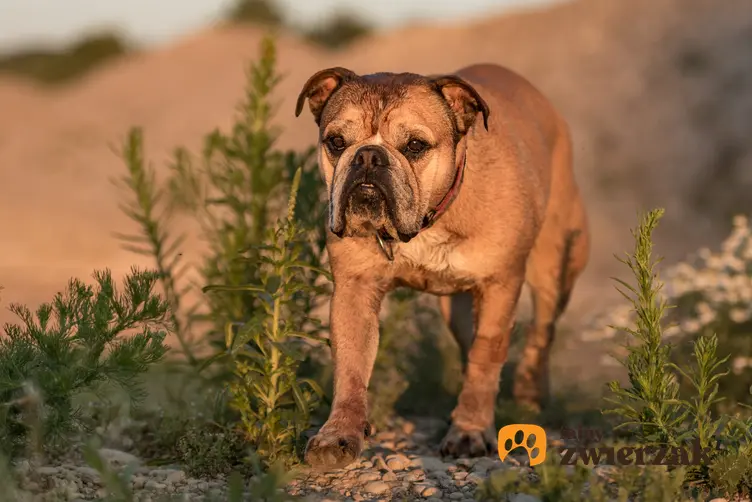 Pies rasy buldog kontynentalny podczas spaceru oraz usposobienie, cena, opis