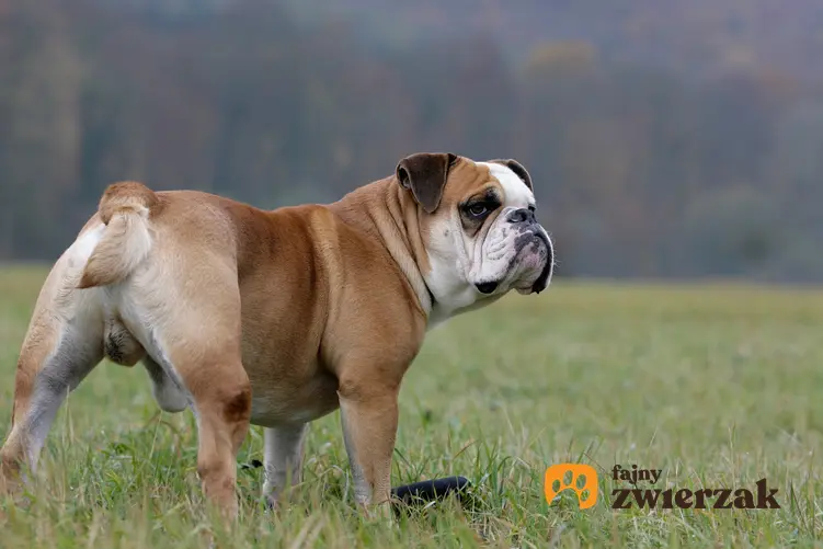 Pies rasy buldog kontynentalny na łonie natury, a także cechy rasy i cena