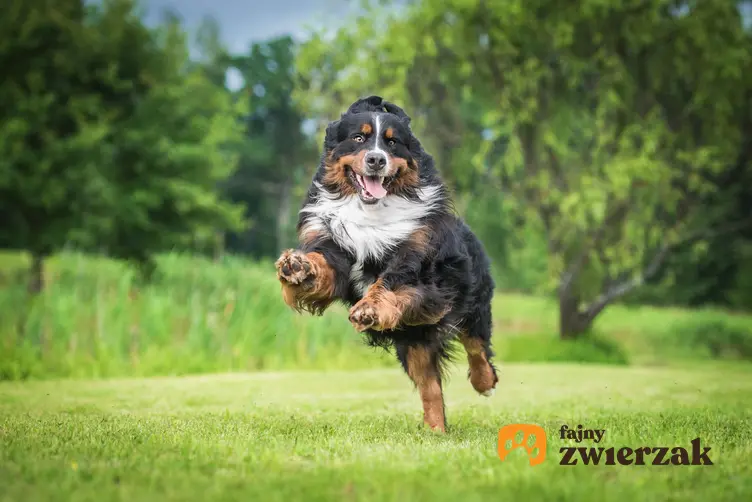 Pies rasy owczarek bengalski, czyli berneński pies pasterski podczas biegania po trawie