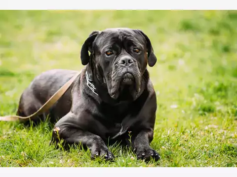 Opinie o Cane Corso: właściciele i hodowcy