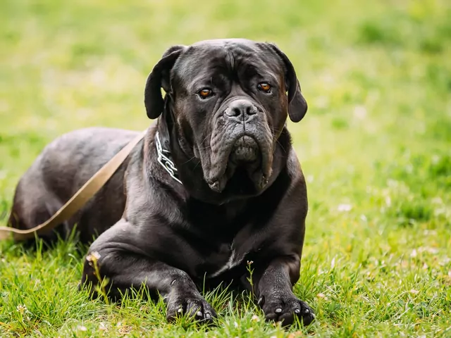 Opinie o Cane Corso: właściciele i hodowcy