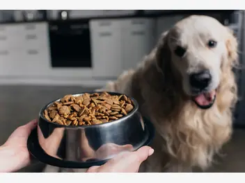 Ilustracja artykułu dlaczego pies nie chce jeść? co to może oznaczać?
