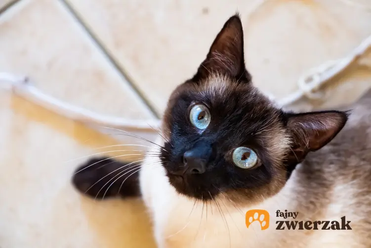Kot syjamski patrzący w obiektyw, a także hodowla kota syjamskiego w Polsce