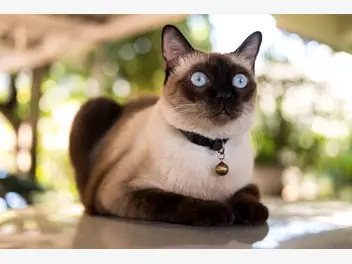 Ilustracja artykułu hodowla kota syjamskiego - zobacz, gdzie kupić rasowe kocięta