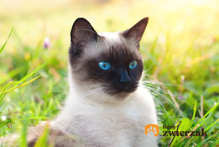 Kot tajski na tle zieleni na podwórku, a także koty tajskie i ich charakter