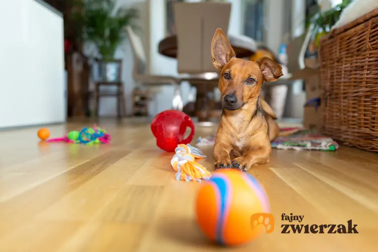 Pies siedzący na podłodze, a także zabawki i przeszkody dla psa