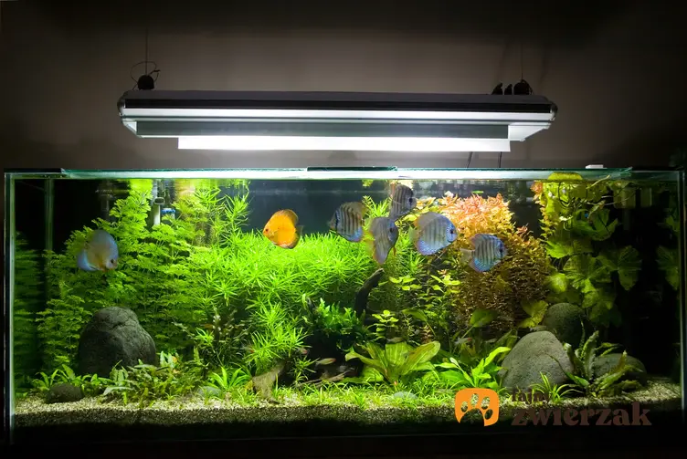 Oświetlone akwarium w domu, a także ciekawe gatunki rybek akwariowych