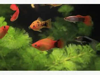 Ilustracja artykułu ile żyją gupiki? zobacz, jaka jest długość życia popularnych ryb akwariowych