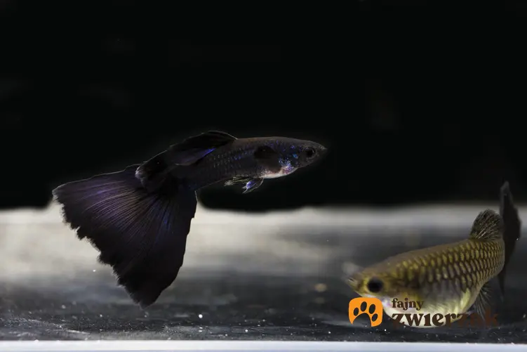 Ryba gupik moskiewski w akwarium, a także jej wymagania i hodowla w akwarium