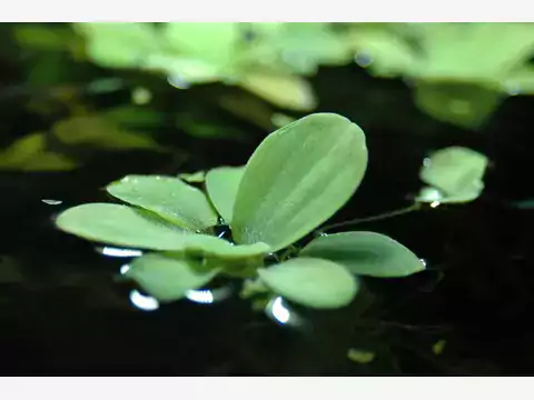 Pistia: opis, wymagania, rozmnażanie