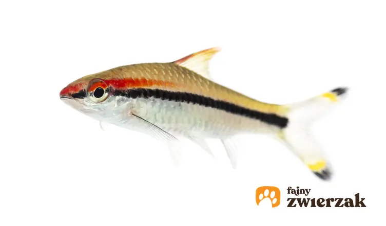 Ryba akwariowa brzanka denisona puntius denisonii na białym tle, a także jej wymagania i cena