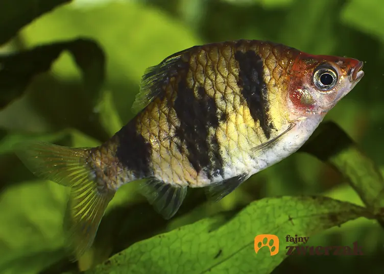 Ryba akwariowa brzanka purpurowa na tle roślin w akwarium oraz jej wymagania