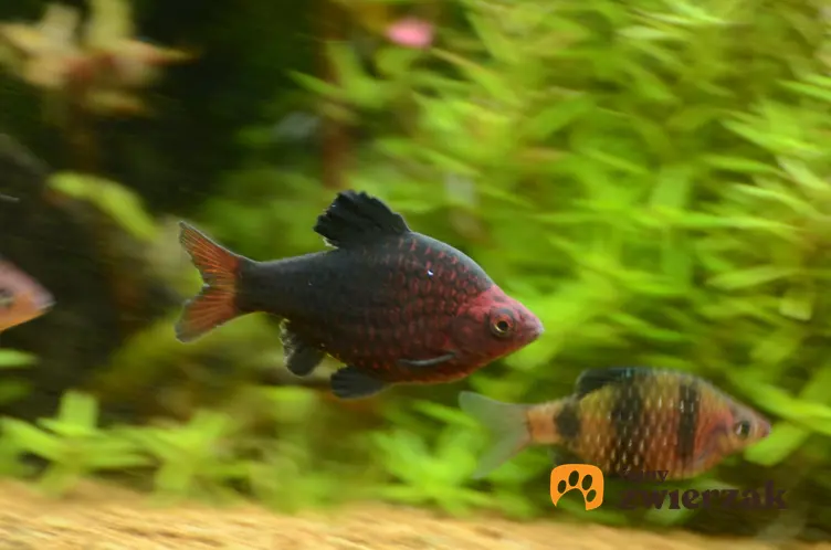 Ryby akwariowe z gatunku brzanka purpurowa w akwarium oraz ich rozmnażanie i hodowla