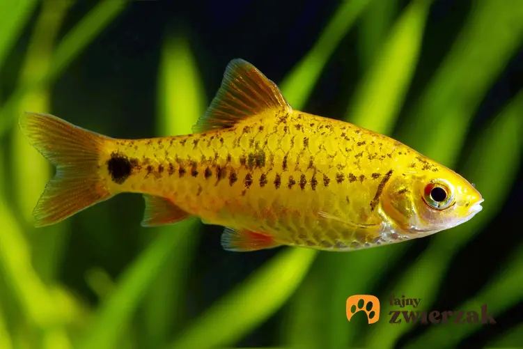 Ryba akwariowa brzanka zielona na tle roślin w akwarium oraz jej wymagania