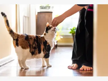 Ilustracja artykułu jak wytresować kota? 4 praktyczne wskazówki dla właścicieli