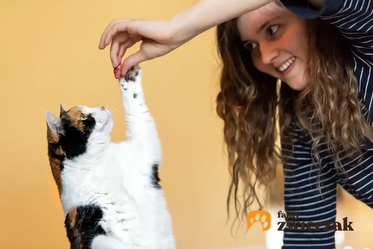 Kobieta nagradzająca kota, a także instrukcje, jak wytresować kota domowego