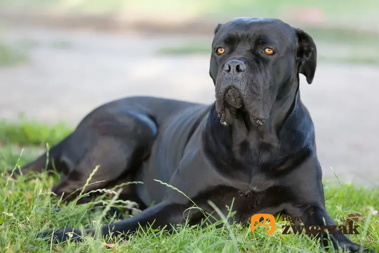 Pies rasy cane corso siedzący na trawie, a także usposobienie cane corso i charakter