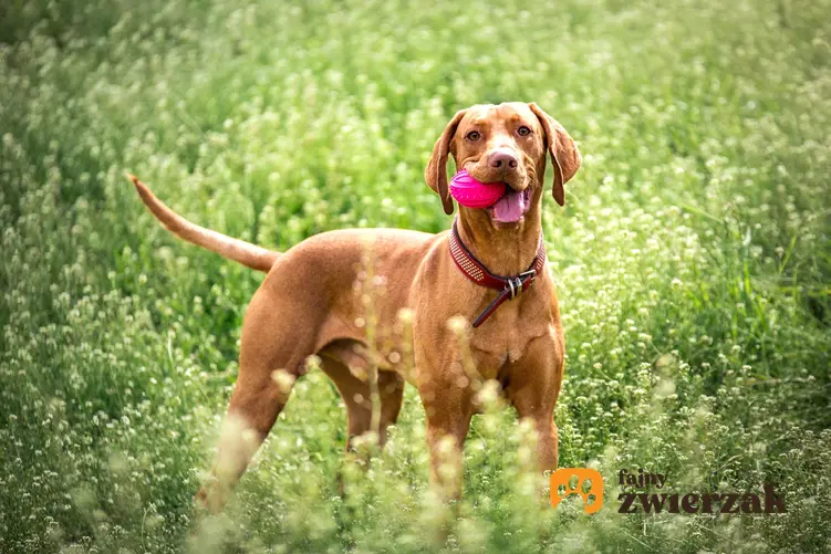 Pies rasy wyżeł weimarski bawiący się w trawie oraz szczeniaki wyżła weimarskiego z rodowodem