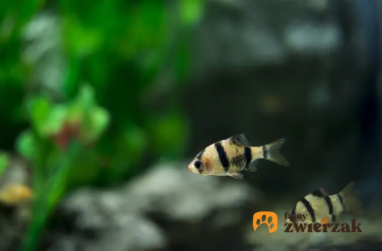 Małe rybki z gatunku brzanka mszysta w akwarium oraz ich wymagania i cena