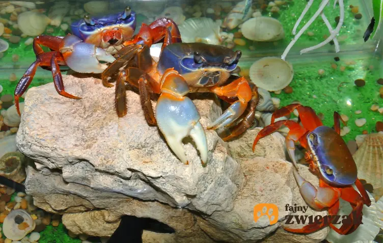 Kraby tęczowe na kamieniu w akwarium oraz krab tęczowy, Cardisoma armatum i jego hodowla