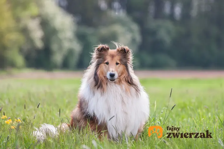 Pies rasy owczarek szkocki długowłosy siedzący w trawie, a także jego hodowla i charakter