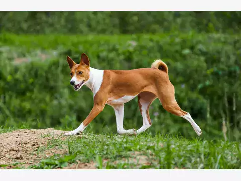 Basenji: charakterystyka i pochodzenie