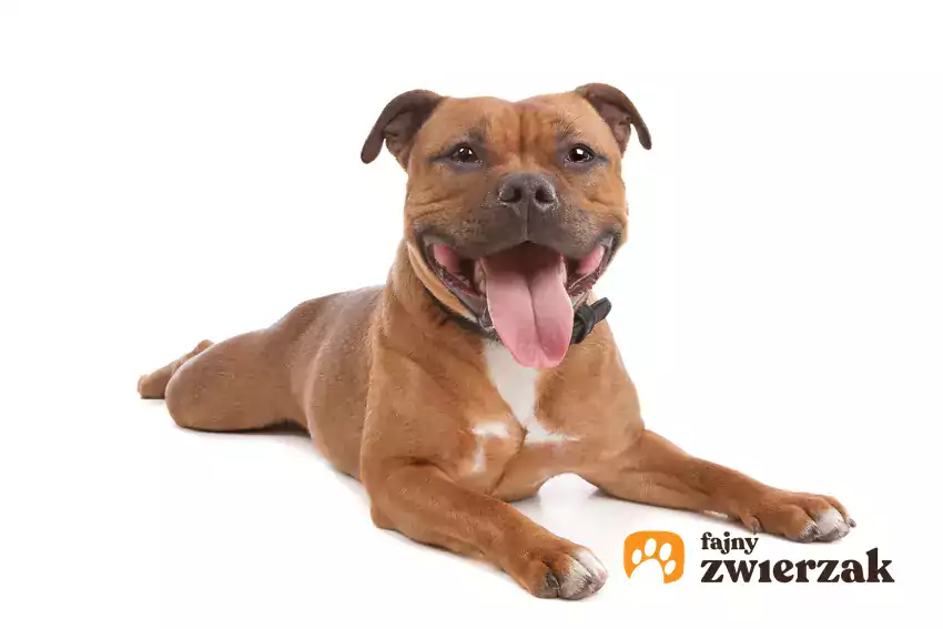 Staffordshire bull terrier na białym