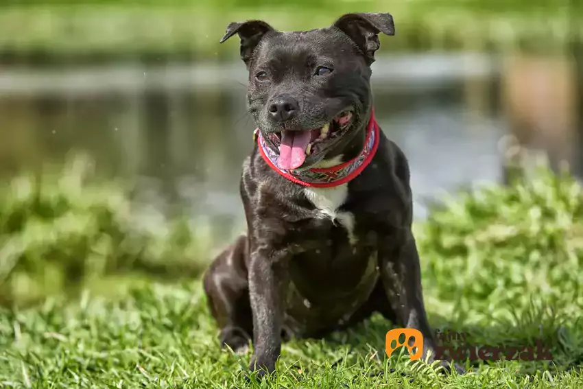 Staffordshire bull terrier w plenerze