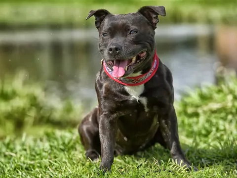 Najlepsze hodowle staffordshire bull terriera