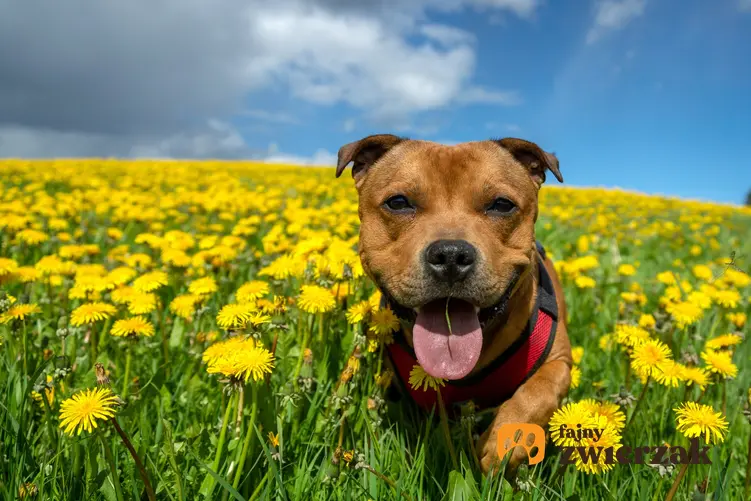 Pies w żółtych kwiatach, a także usposobienie staffordshire bull terriera