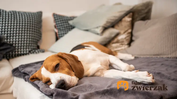 Chory pies leżący na dywanie, a także choroba niewydolność nerek u psa