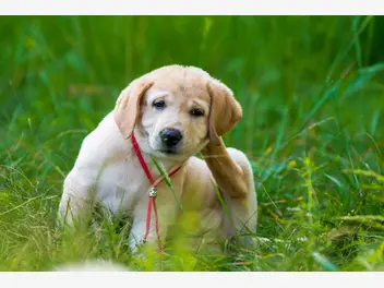 Ilustracja artykułu świerzb u psa (świerzbowiec) – opis, przyczyny, zdjęcia, leczenie