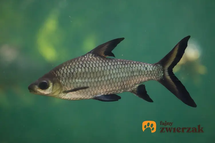 Rybka akwariowa brzanka rekinia, Balantiocheilos melanopterus, a także jej charakter i opis