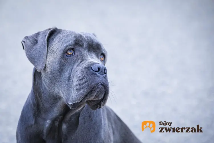 Pies rasy cane corso blue na szarym tle, a także jego charakter i hodowla