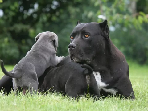 Cane Corso: Ceny, Wychowanie i Żywienie