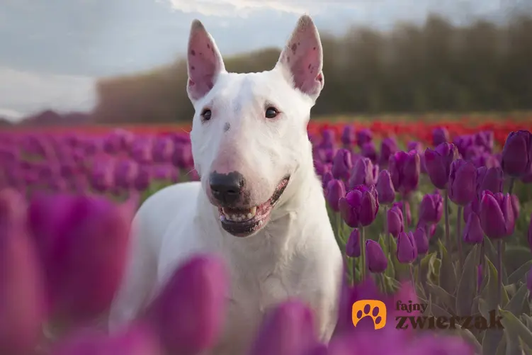Pies rasy bull terrier wśród kwiatów i inne niebezpieczne rasy psów agresywnych